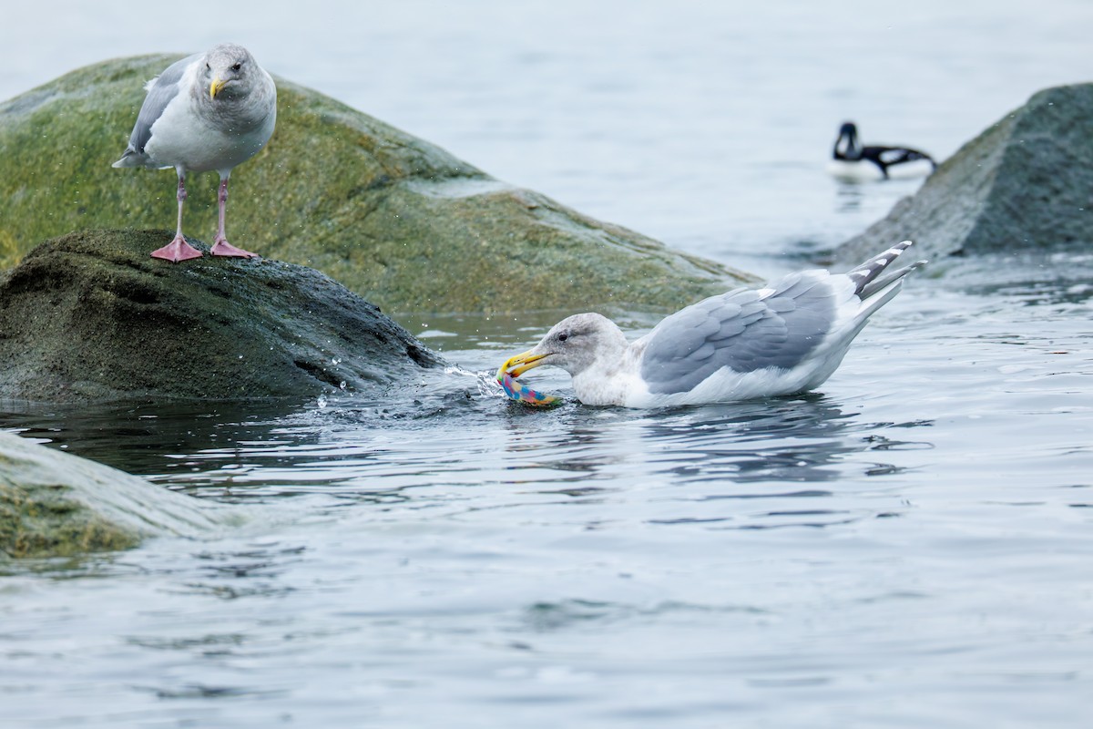 Gaviota Occidental x de Bering (híbrido) - ML647034810