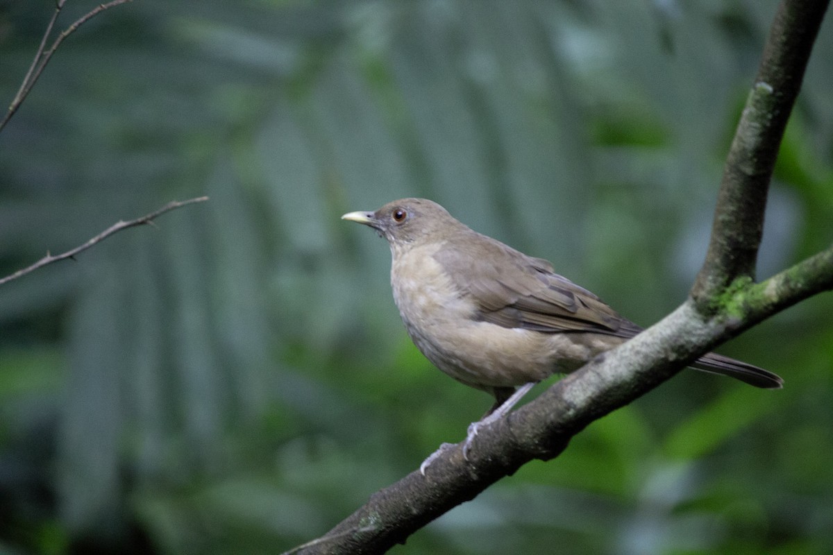 Merle fauve - ML647034811