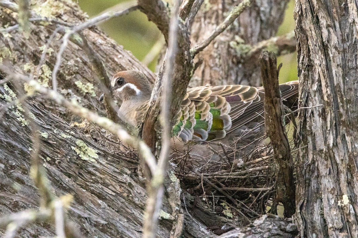 Common Bronzewing - ML647034813