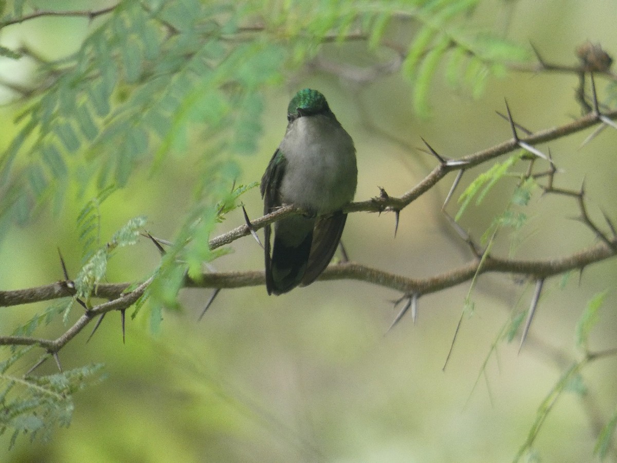 kolibřík chocholatý - ML647034814