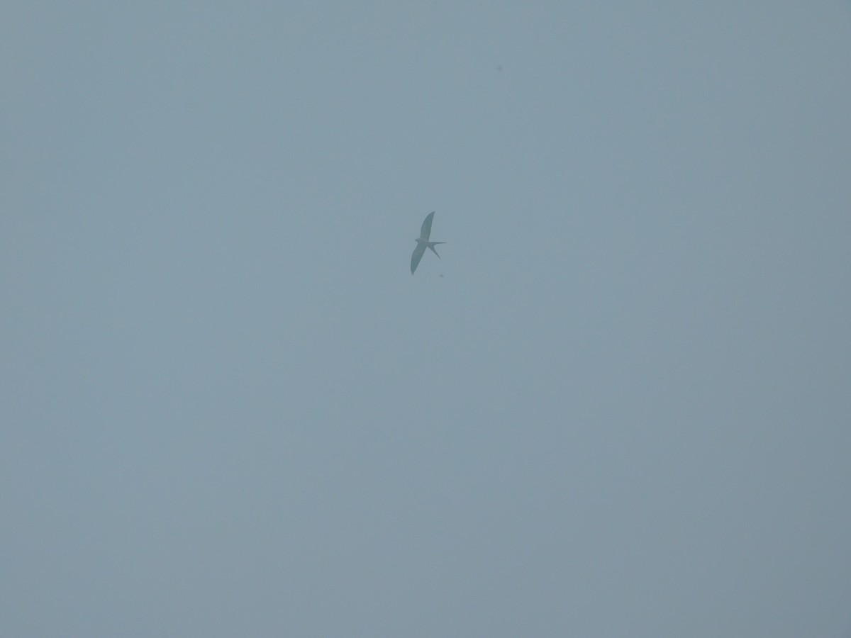 Swallow-tailed Kite - ML647034816