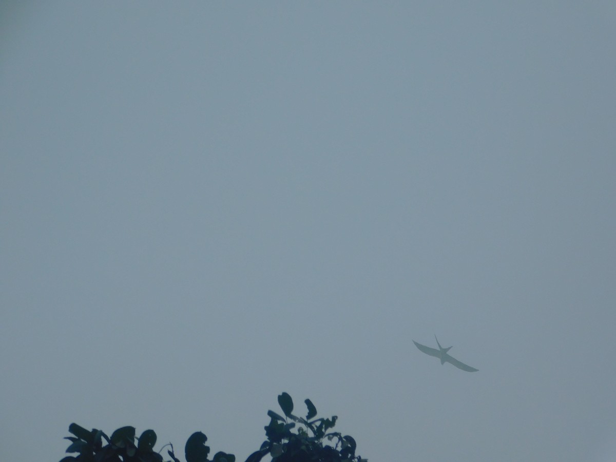 Swallow-tailed Kite - ML647034817