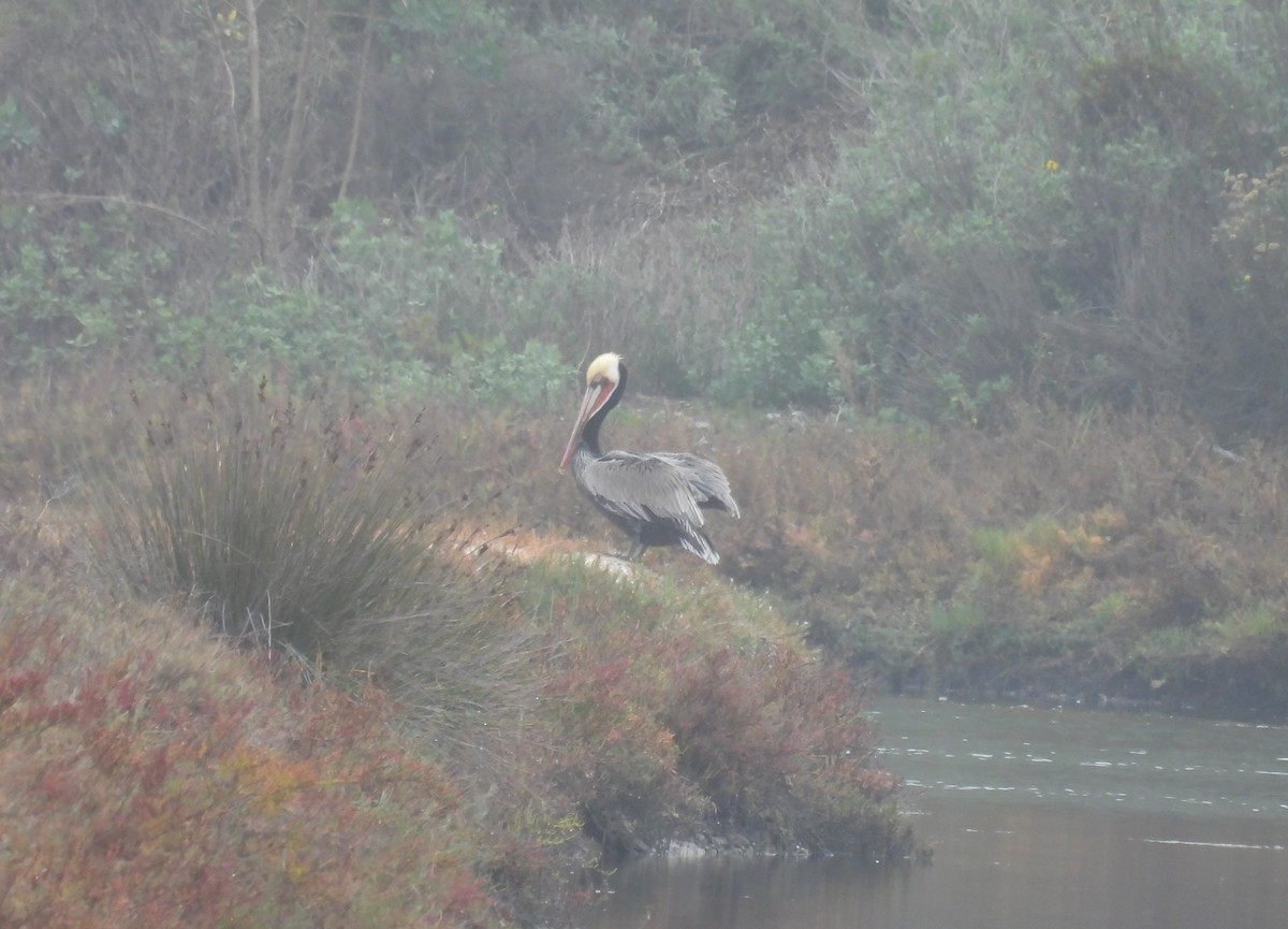 Pelikano arrea - ML647034818