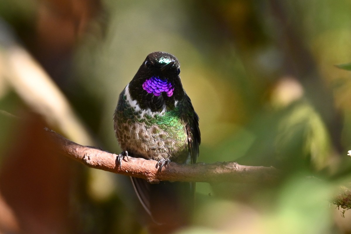 Longuemare's Sunangel - ML647034822