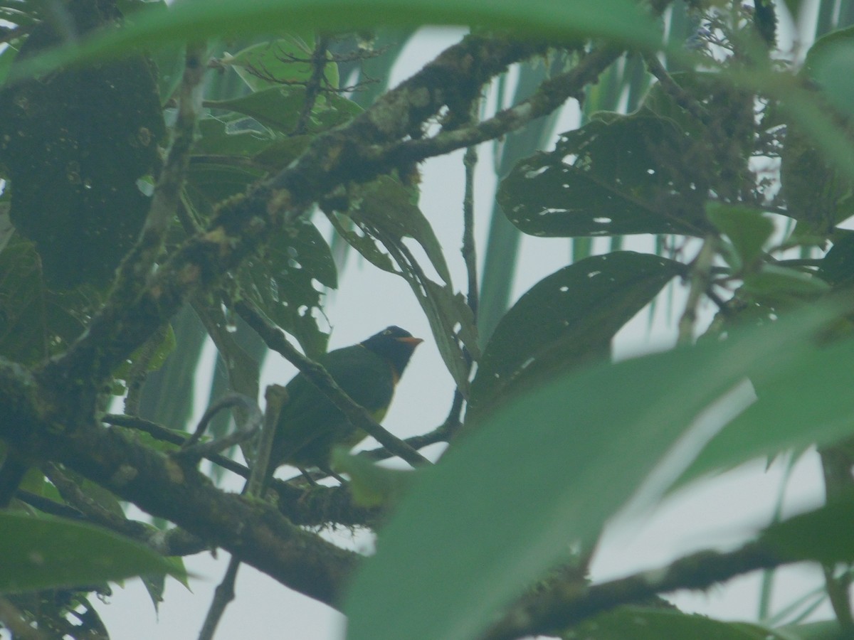 Orangebrustkotinga - ML647034827