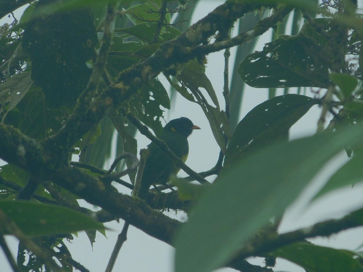 Orangebrustkotinga - ML647034828