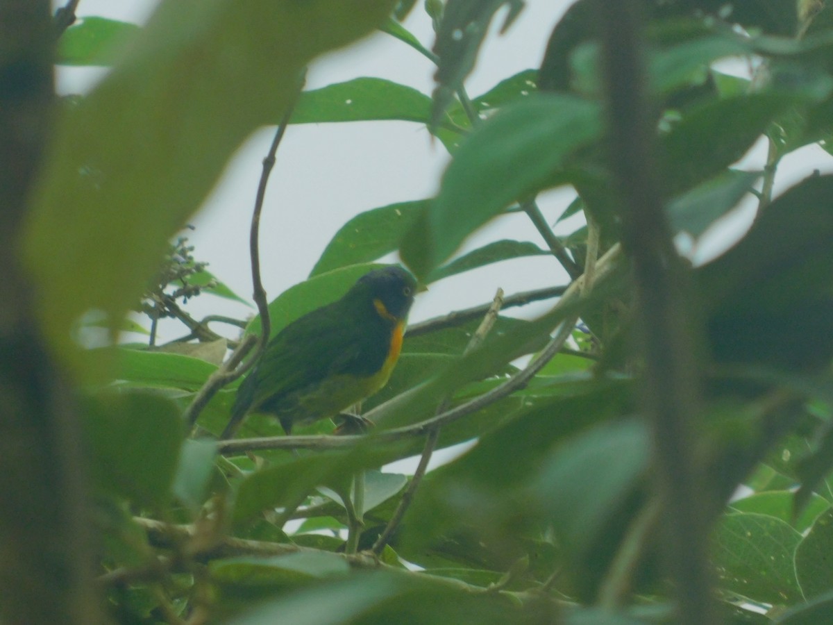 Orangebrustkotinga - ML647034829