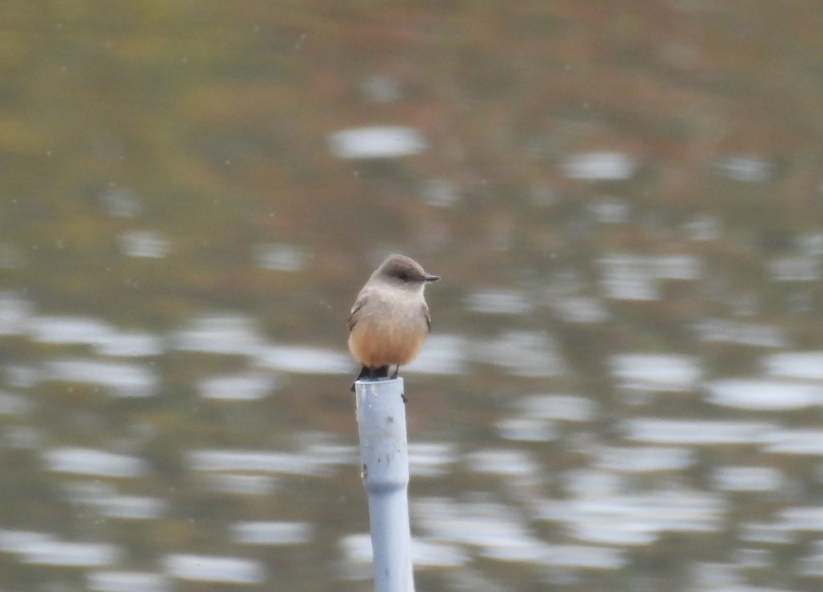 Say's Phoebe - ML647034830