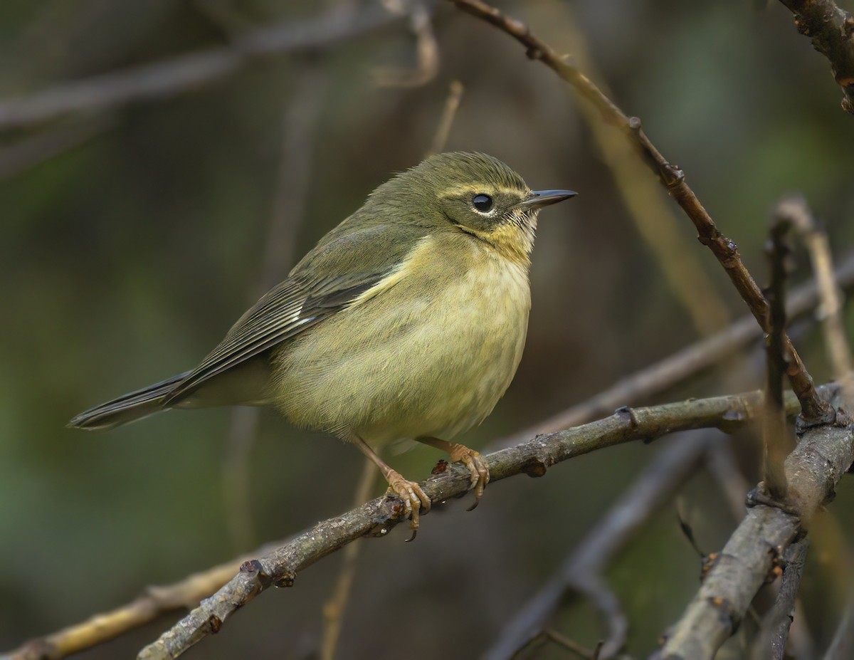 Black-throated Blue Warbler - ML647034835