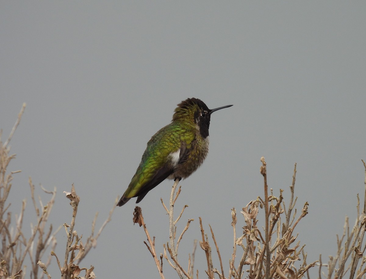 Anna's Hummingbird - ML647034844