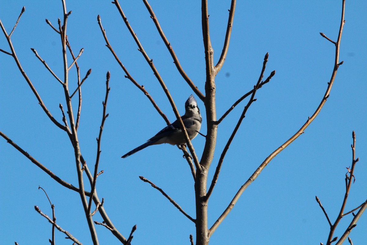 Blue Jay - ML647034856