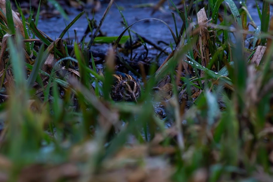 Jack Snipe - ML647034866