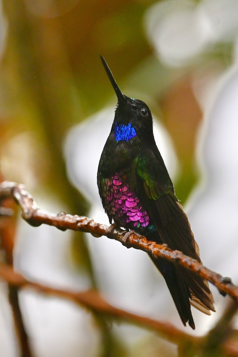 Blue-throated Starfrontlet - ML647034880