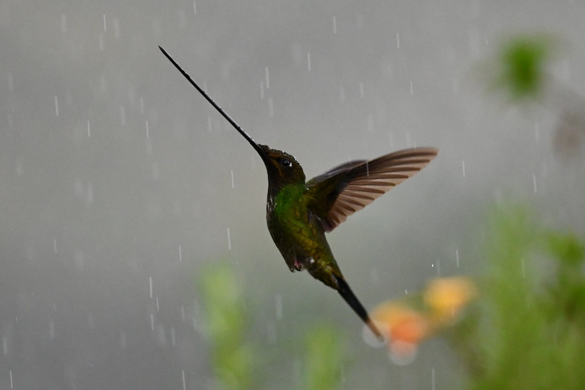 Colibrí Picoespada - ML647034884