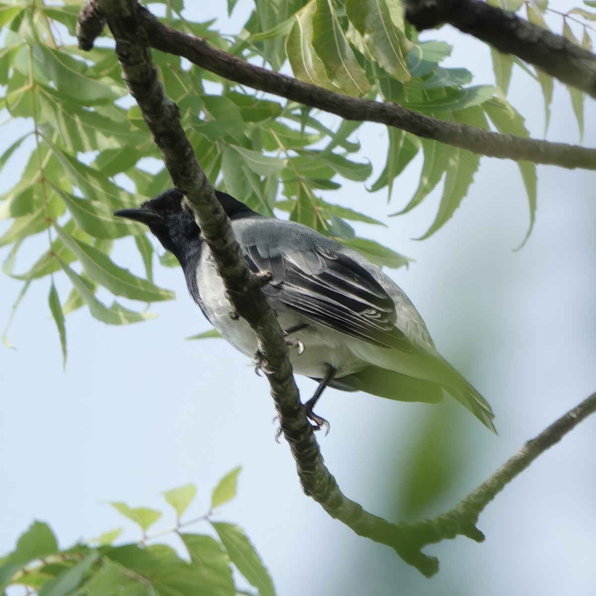 Black-headed Cuckooshrike - ML647034889