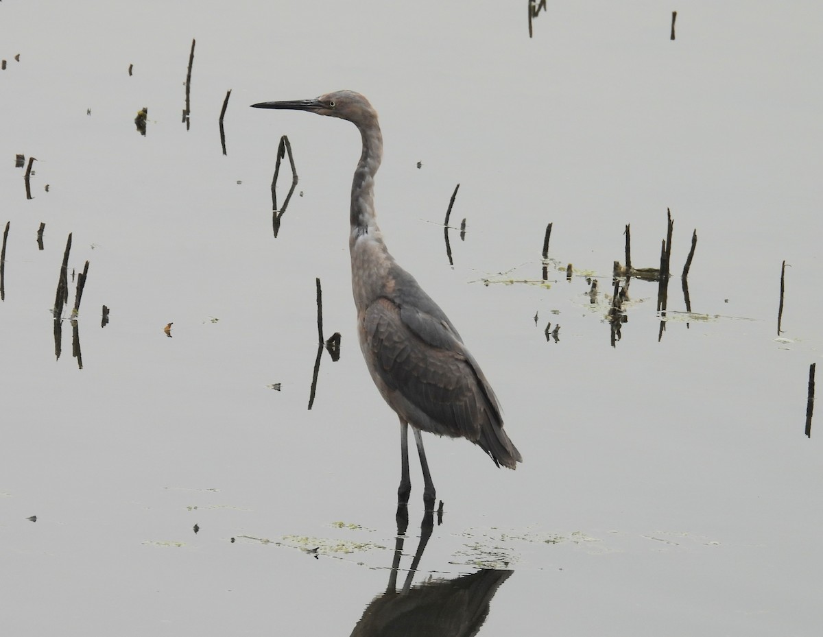 Reddish Egret - ML647034890
