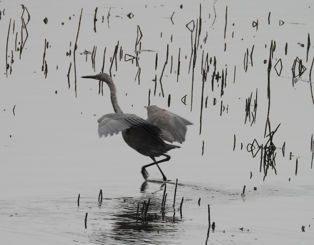 Reddish Egret - ML647034891