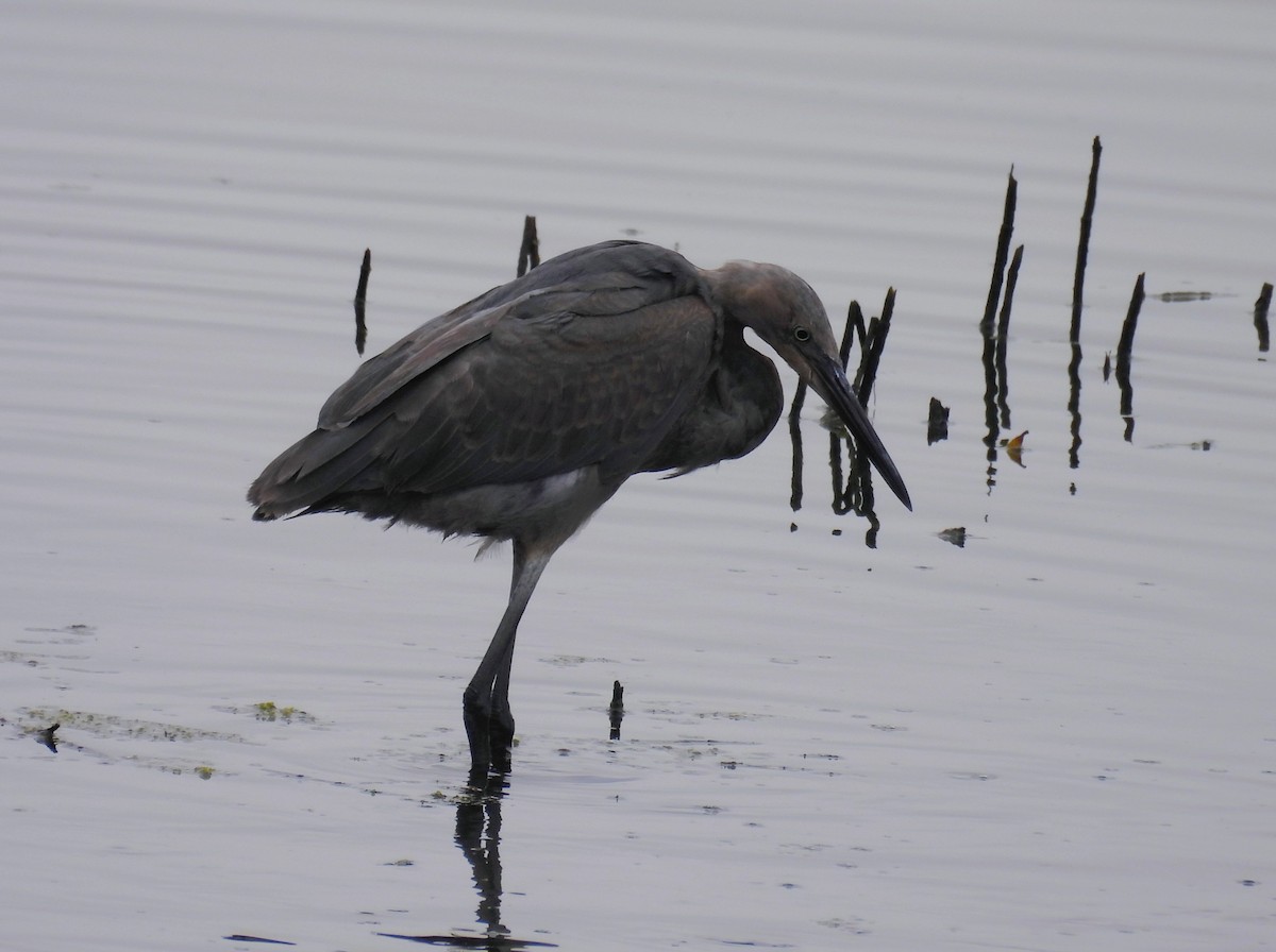 Reddish Egret - ML647034893