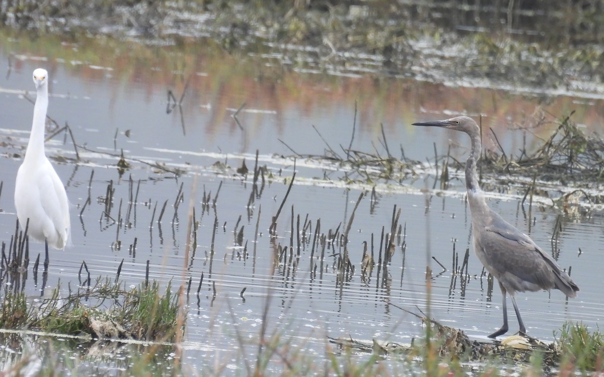 Reddish Egret - ML647034894