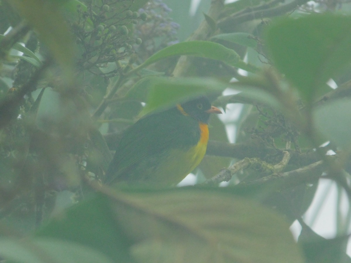 Orangebrustkotinga - ML647034897