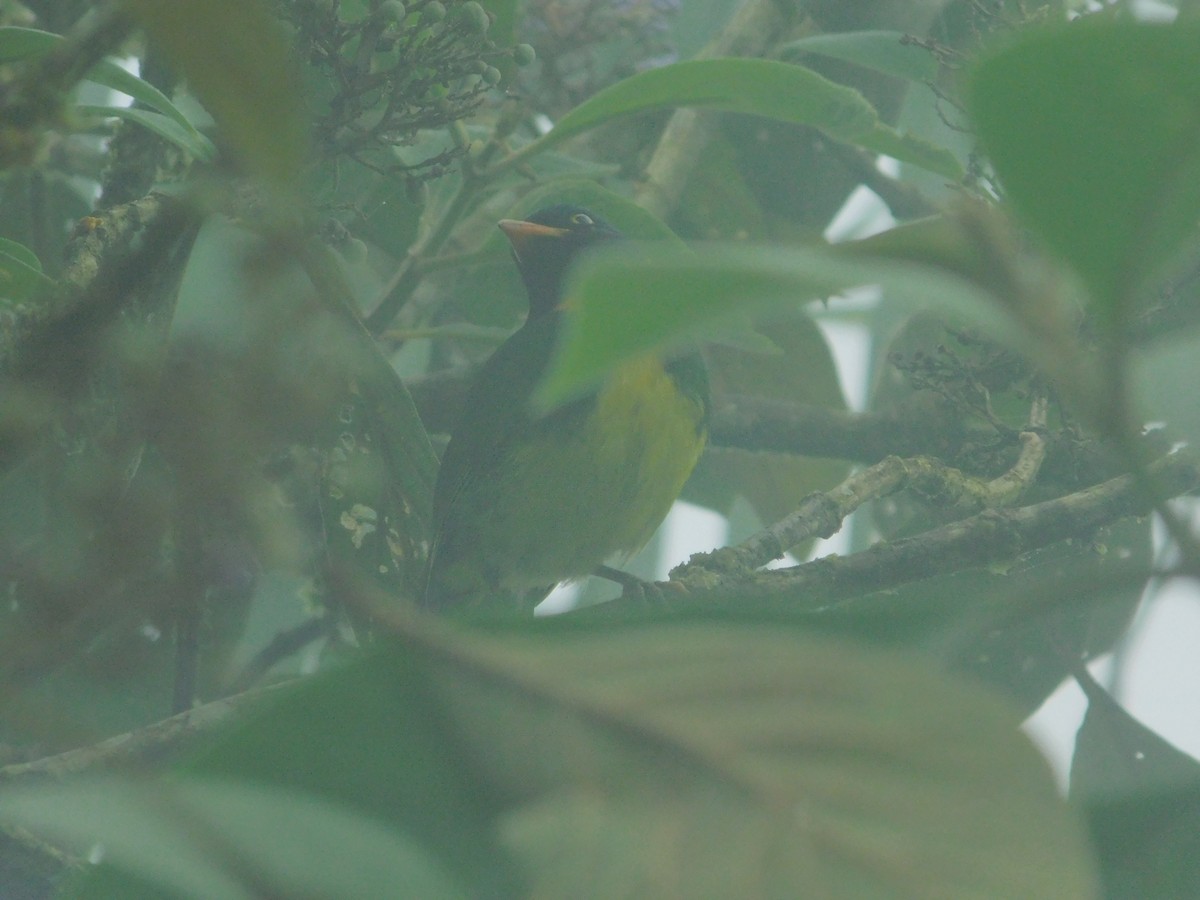 Orangebrustkotinga - ML647034898