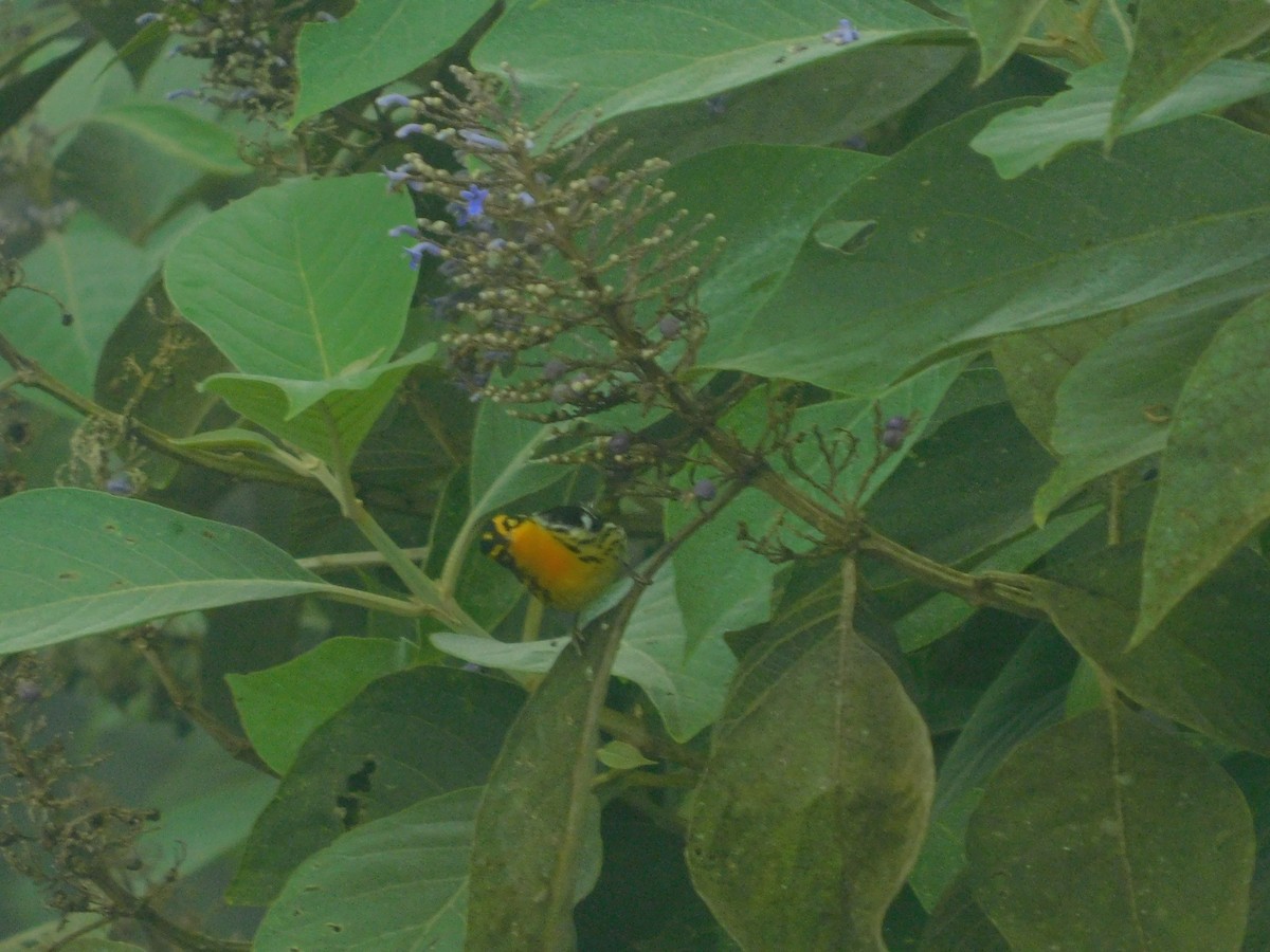 Blackburnian Warbler - ML647034903