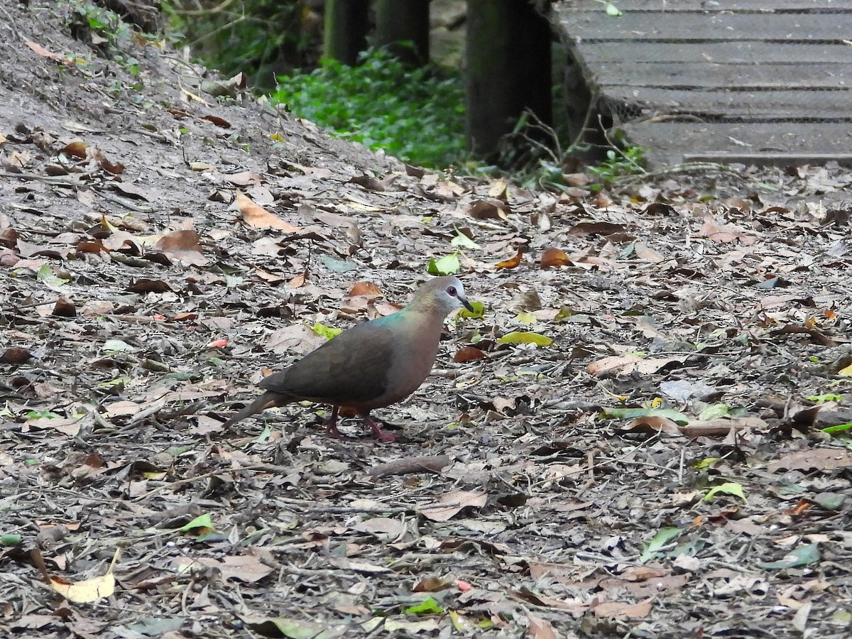 Lemon Dove (Lemon) - ML647034913