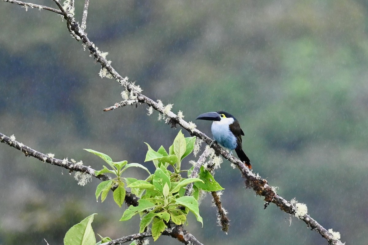 Андигена білощока - ML647034922