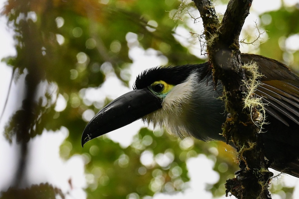 Андигена білощока - ML647034923