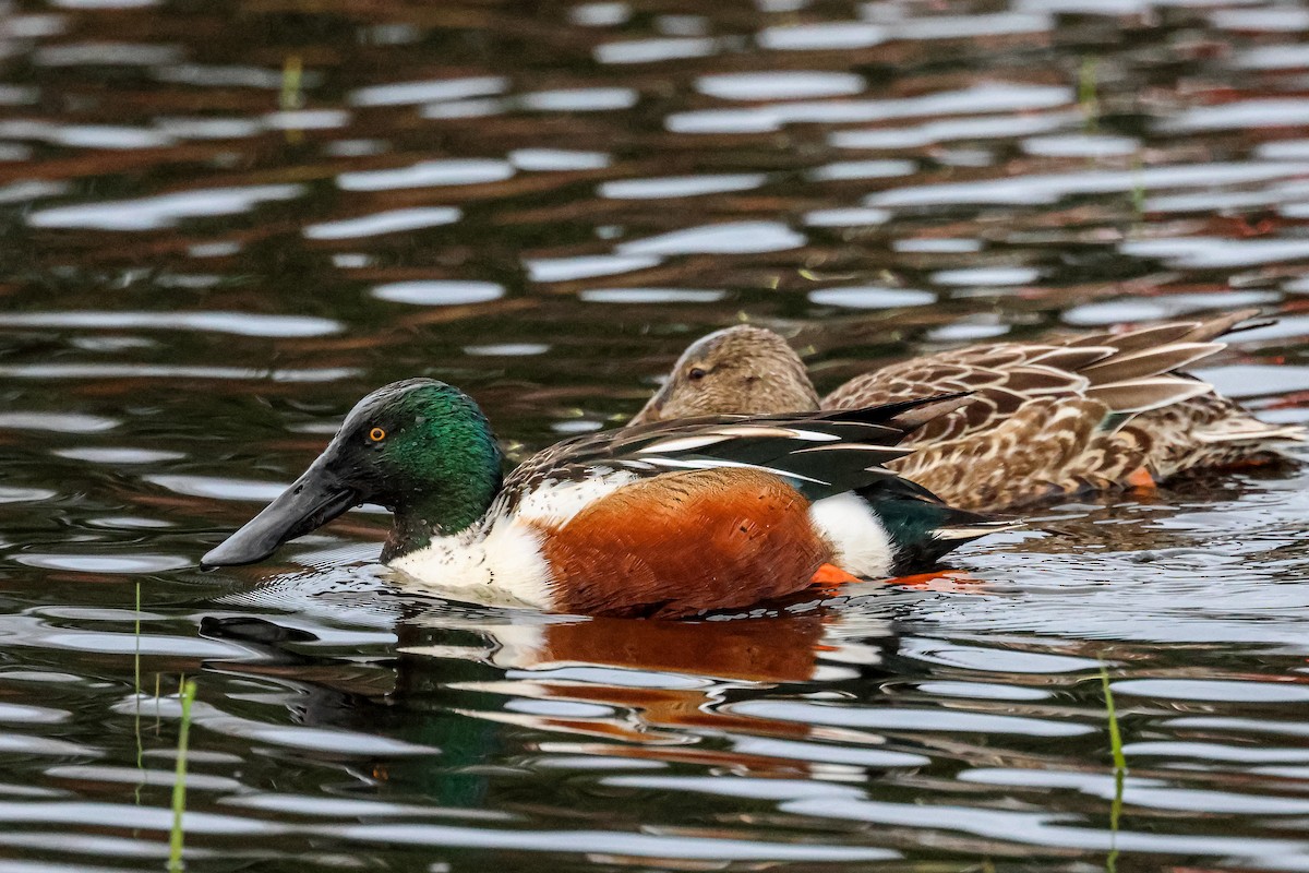 Northern Shoveler - ML647034924