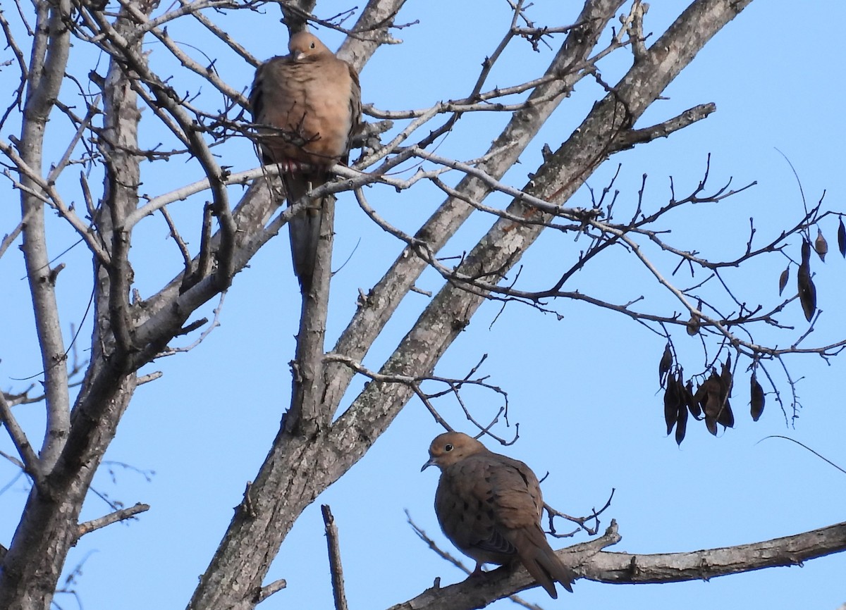 Zenaida arrunta - ML647034926