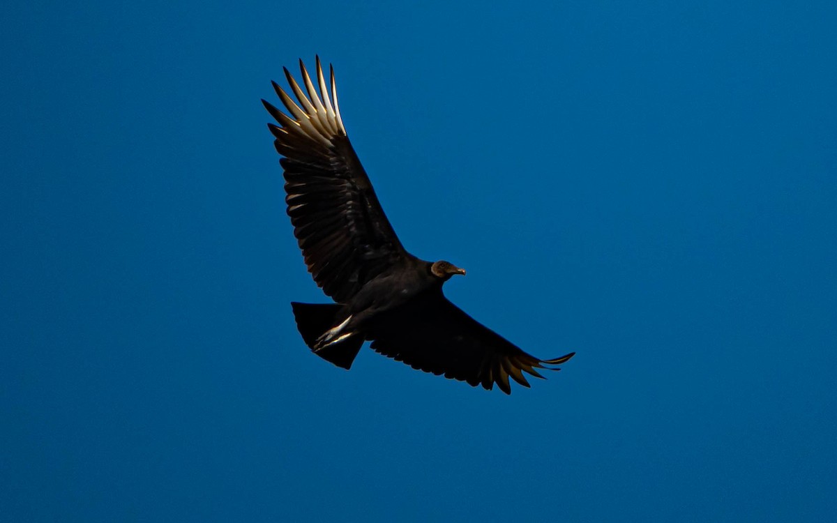 Black Vulture - ML647034928