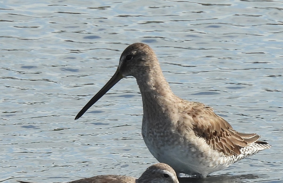 Long-billed Dowitcher - ML647034936