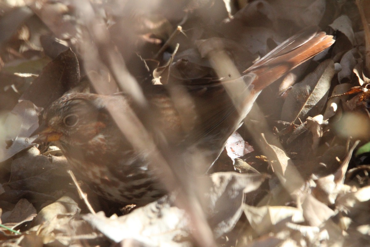 Fox Sparrow - ML647034938