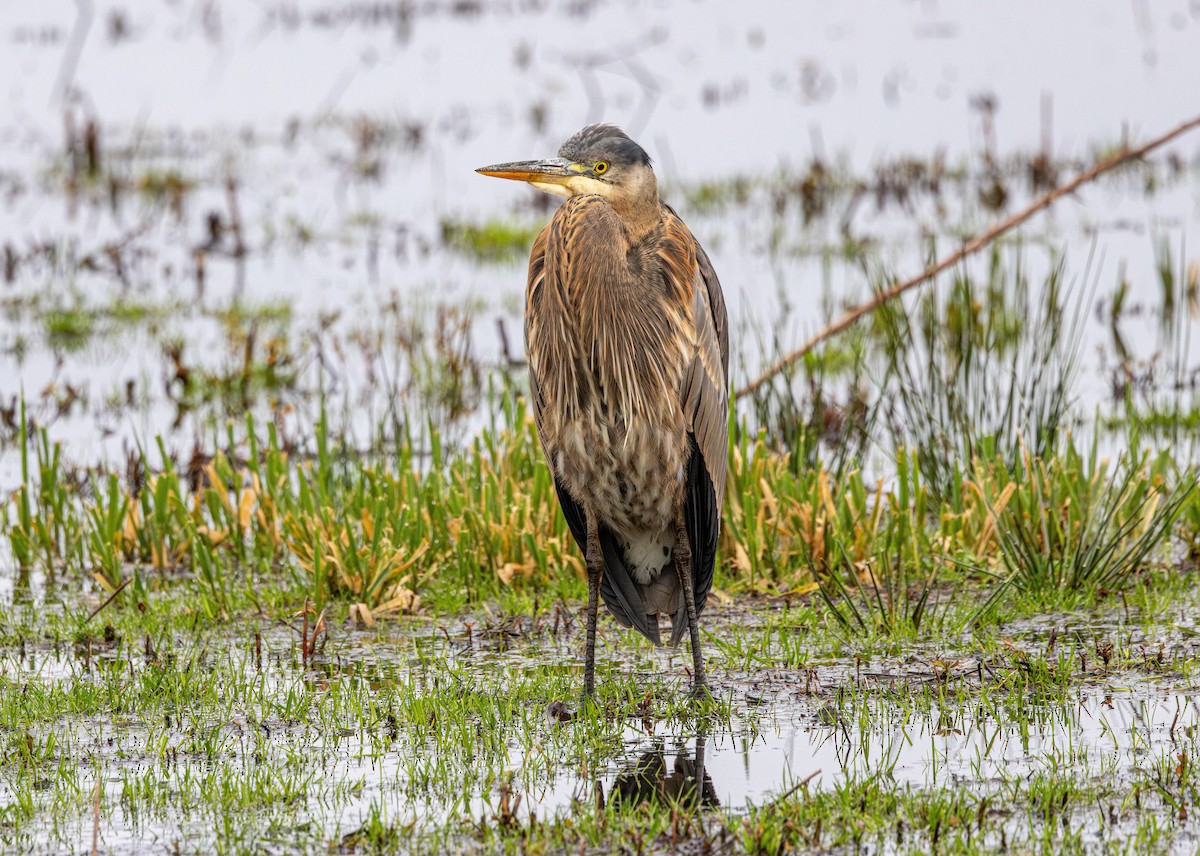 Great Blue Heron - ML647034943