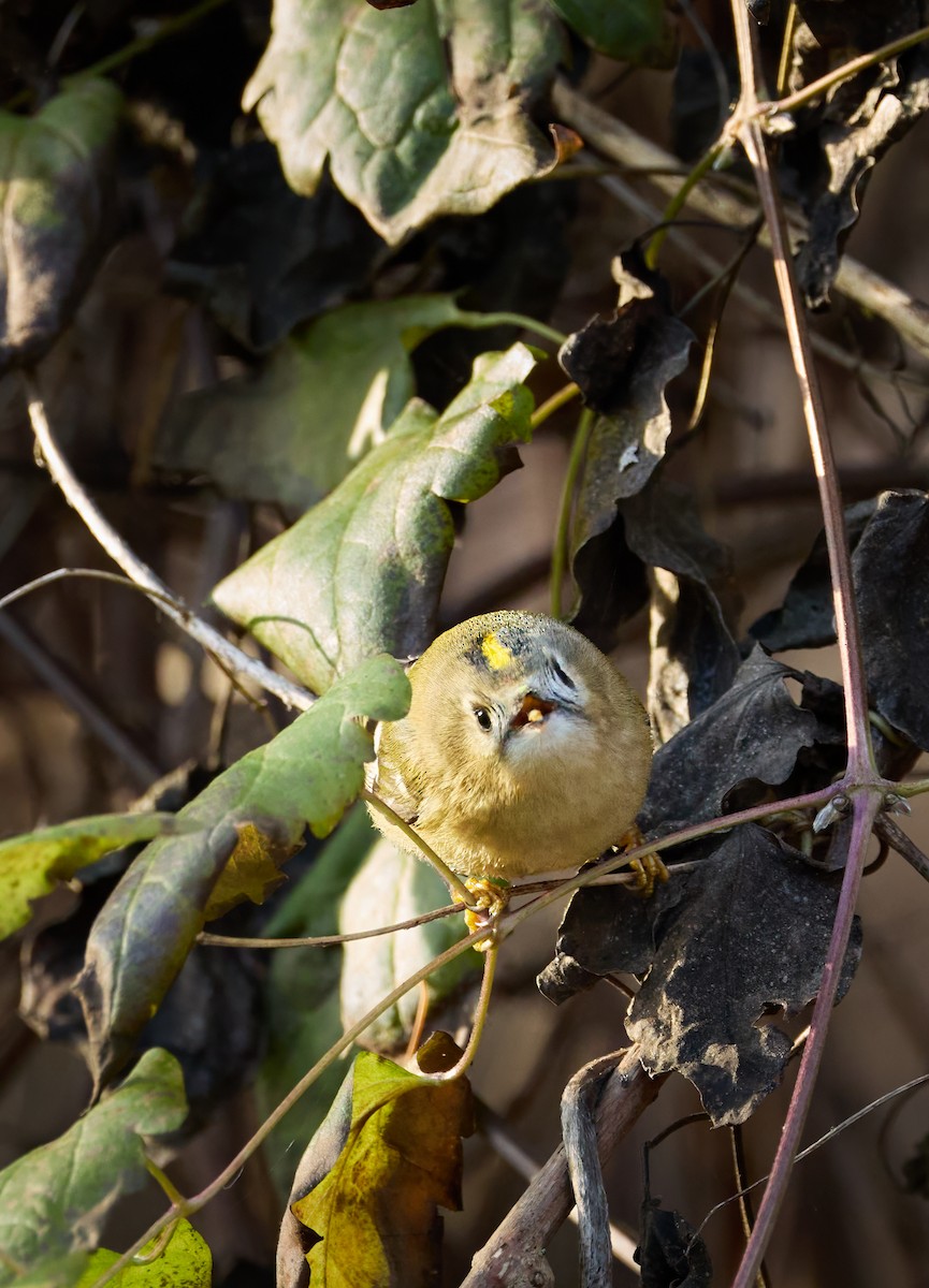 Золотомушка жовточуба - ML647034946