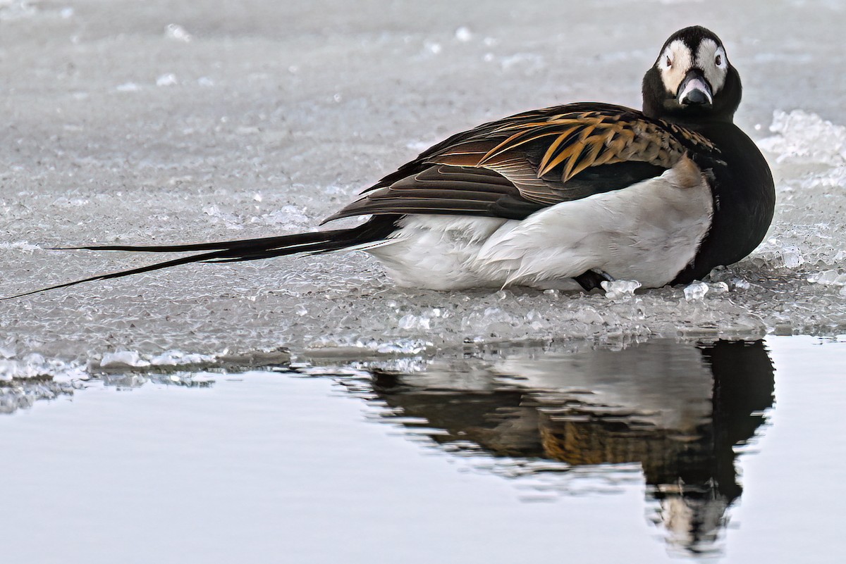 Long-tailed Duck - ML647034951