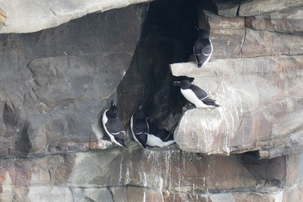 Razorbill - ML647034967