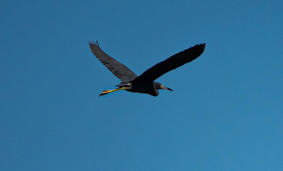 Чепура блакитна - ML647034969