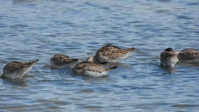 Long-billed Dowitcher - ML647034971