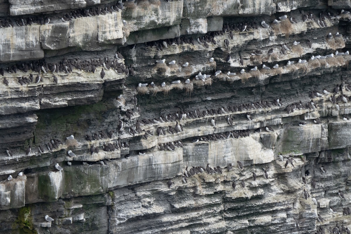 Кайра тонкодзьоба - ML647034972