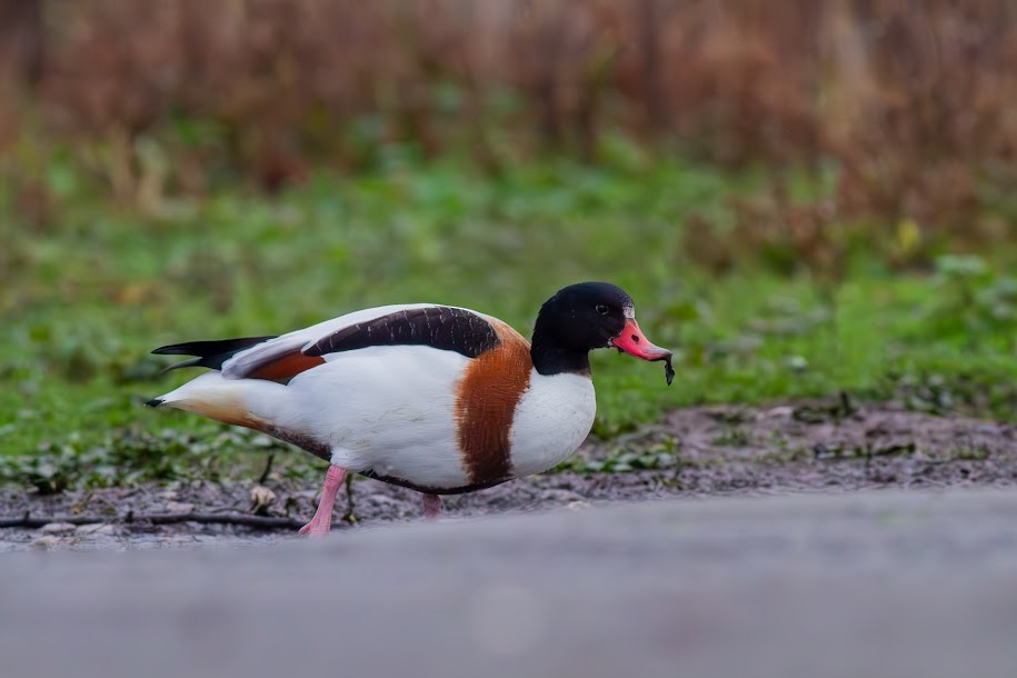 Галагаз євразійський - ML647034973