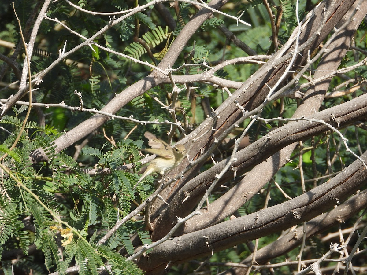 Вівчарик-ковалик (підвид tristis) - ML647034974