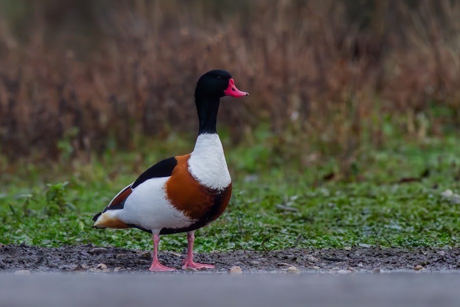 Галагаз євразійський - ML647034975