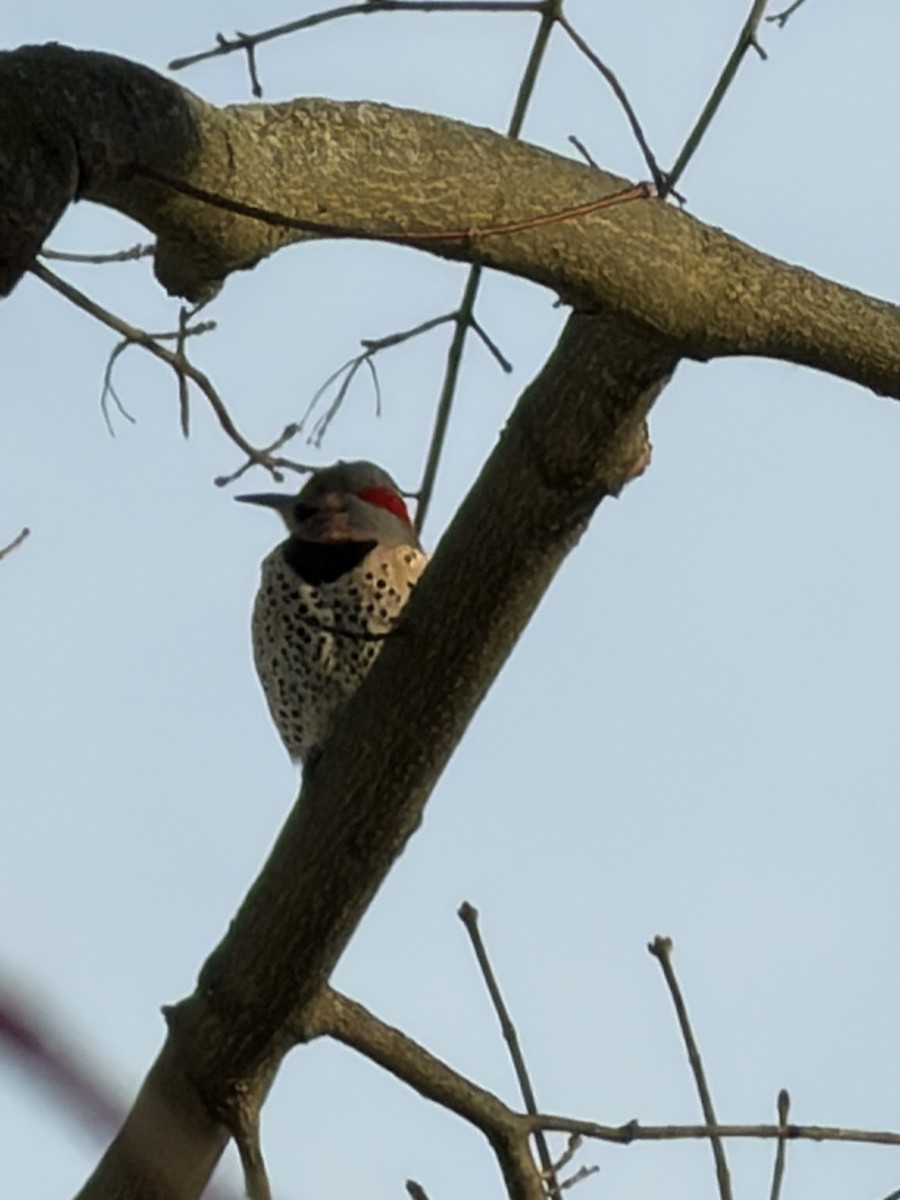 Декол золотистий - ML647034976