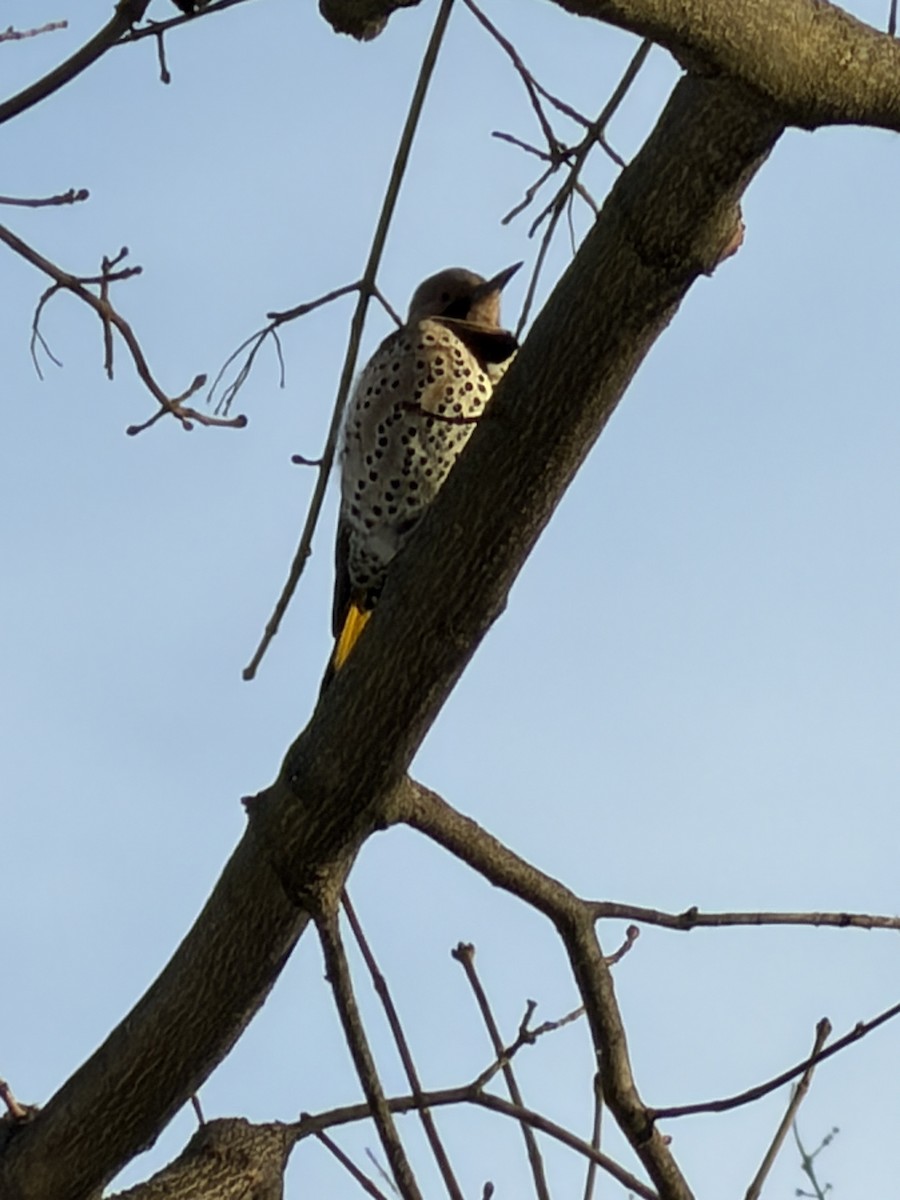 Декол золотистий - ML647034977