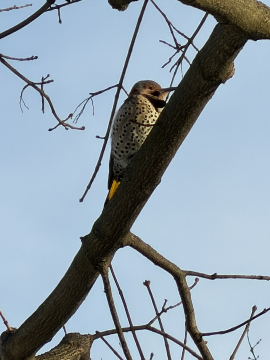 Декол золотистий - ML647034978