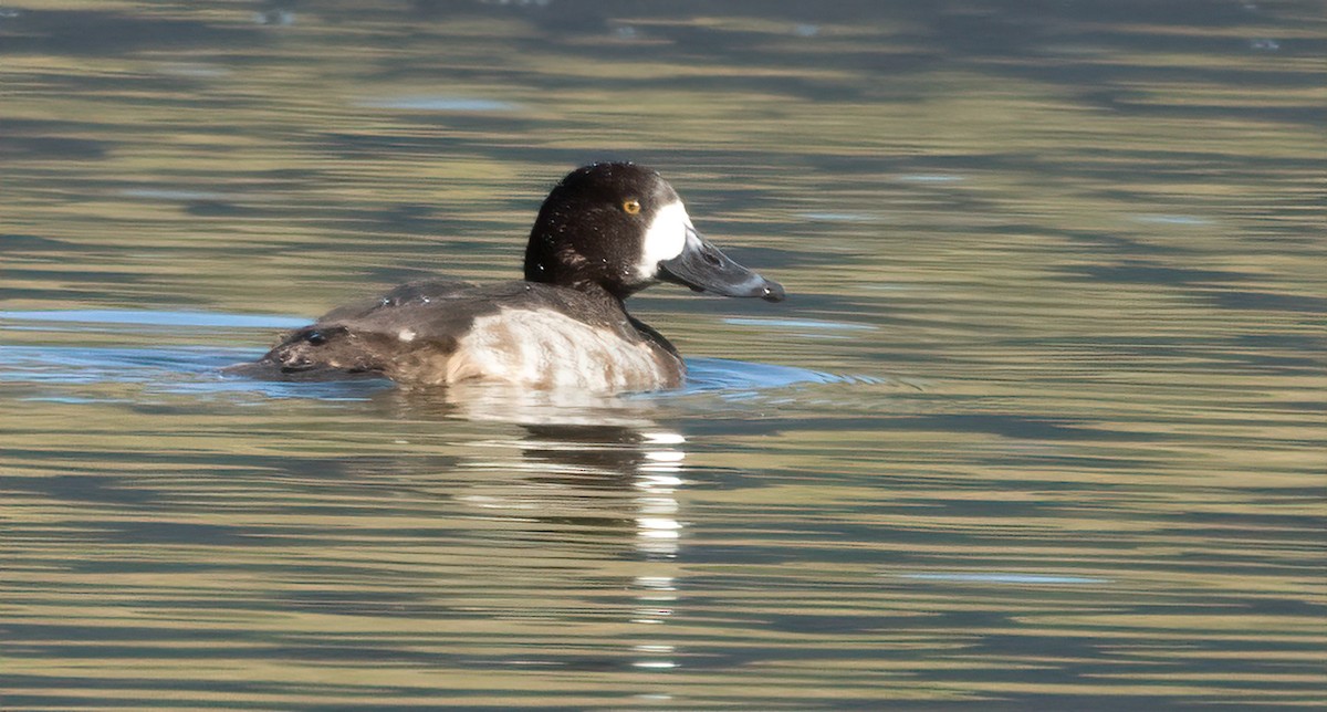 Тэнгисийн шумбуур - ML647034979