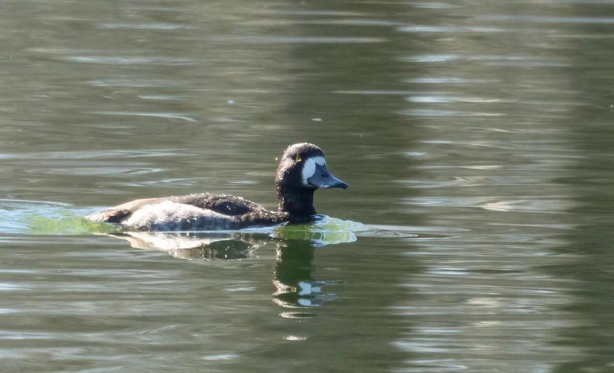 Тэнгисийн шумбуур - ML647034980