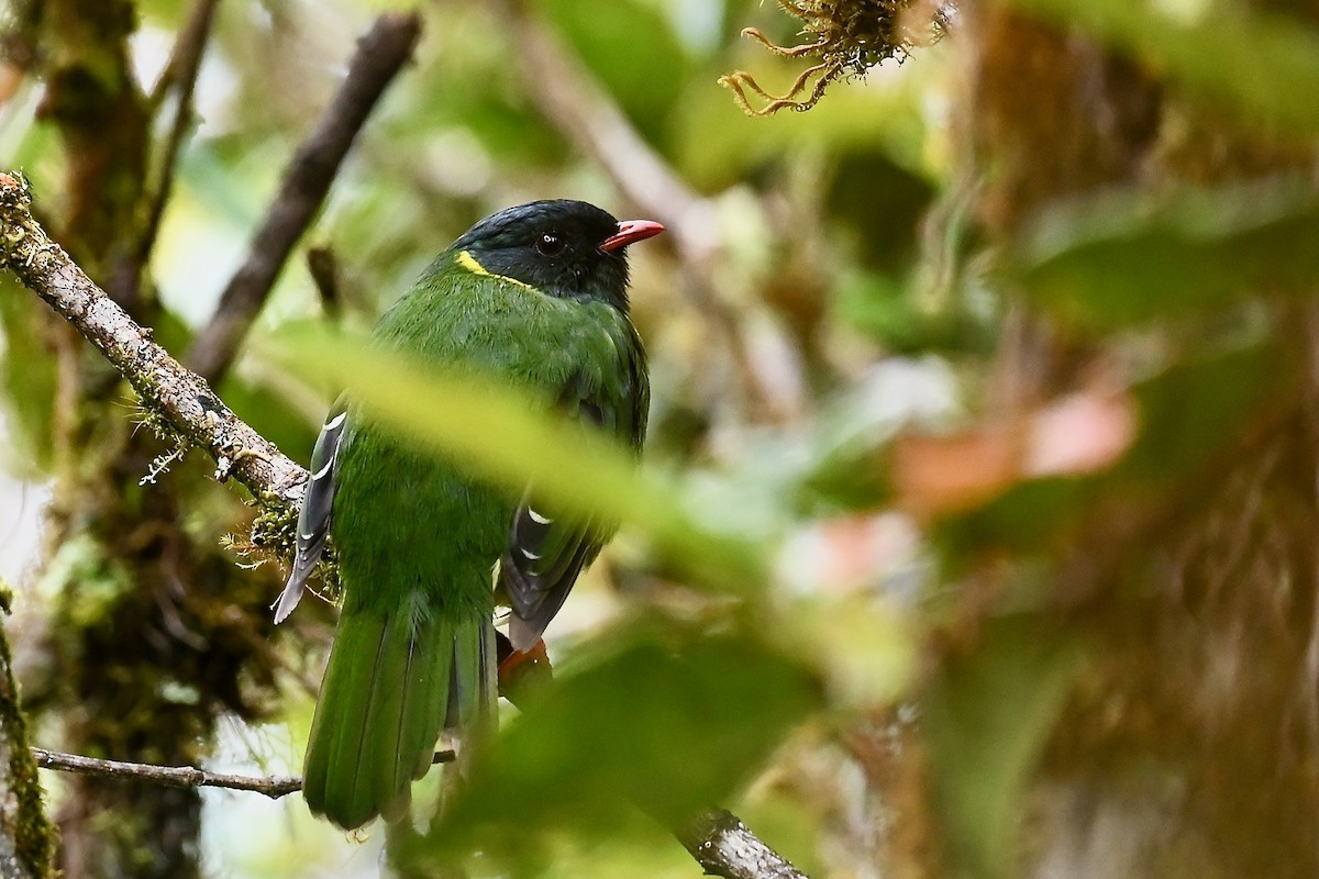 Плодоїд чорно-зелений - ML647034982